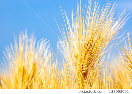 Ears of barley Ears of barley 138008601