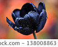 A single dark tulip covered with water droplets is elegantly presented up close 138008863