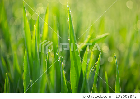 大麥幼葉和晨露 138008872