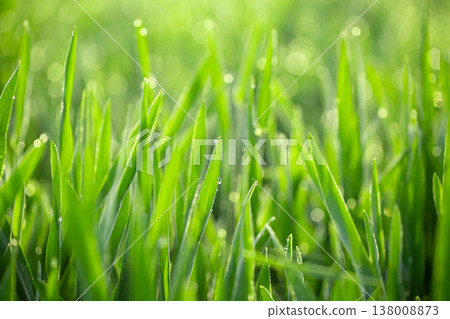 Barley young leaves and morning dew Barley young leaves and morning dew 138008873