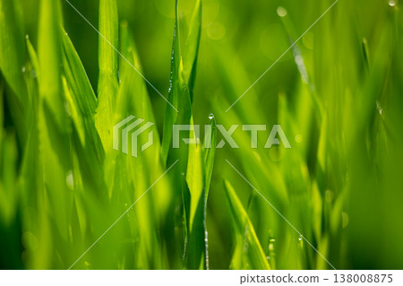 大麥幼葉和晨露 138008875