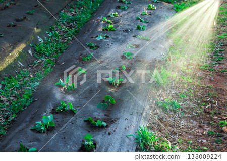 Waters plants using garden hose strawberry plants are in rows on farm with bright sunlight shining down plants are growing well 138009224