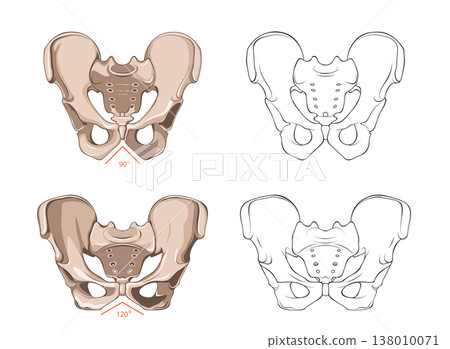 Human Anatomy Male and Female Pelvis, Colored and Outline Human Anatomy Male and Female Pelvis, Colored and Outline 138010071