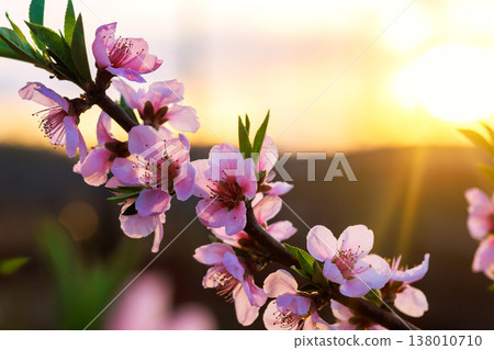 Peach tree branches with pink flowers reach towards setting sun in garden during spring season. Peach tree branches with pink flowers reach towards setting sun in garden during spring season. 138010710