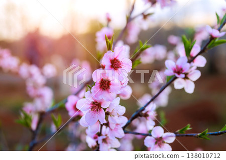 Pink cherry blossoms are in full bloom as sunlight shines through them in garden during evening hours. Pink cherry blossoms are in full bloom as sunlight shines through them in garden during evening hours. 138010712
