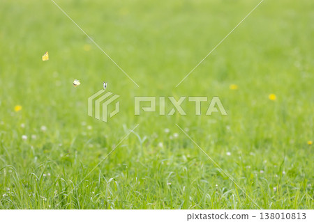 A group of three butterflies fluttering freely A group of three butterflies fluttering freely 138010813