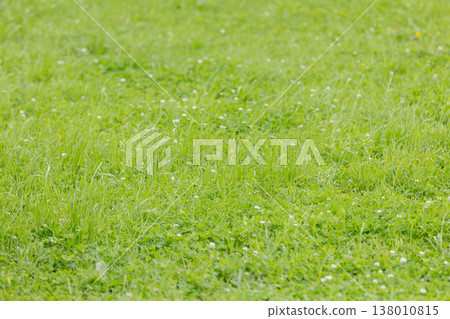 初夏草甸景觀 初夏草甸景觀 138010815