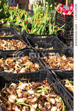 Close-up of tulip bulbs sprouting in black plastic crates. Wholesale flower market or nursery. Spring gardening and agriculture concept Close-up of tulip bulbs sprouting in black plastic crates. Wholesale flower market or nursery. Spring gardening and agriculture concept 138010896