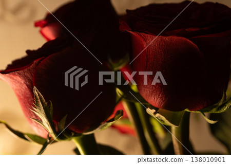 Close-up of dark red roses in low light. Macro photography of crimson flower petals with dramatic shadows and moody lighting. Floral background for Valentine's Day or anniversary 138010901