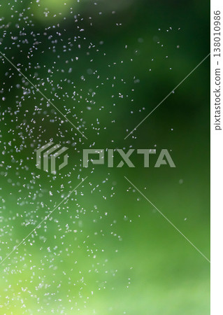 A swarm of annoying small insects gathering in the park_vertical 138010986