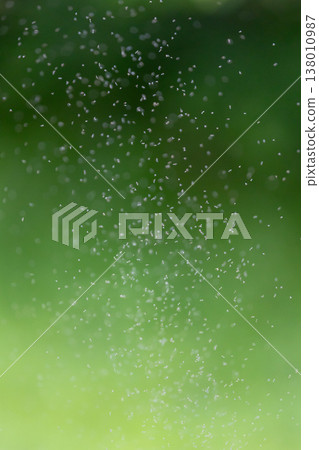 Image of a swarm of mosquitoes appearing in summer (vertical) 138010987