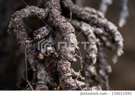 Entwined Elegance: Detailed Vine Branches with Soft Focus Background Entwined Elegance: Detailed Vine Branches with Soft Focus Background 138011095