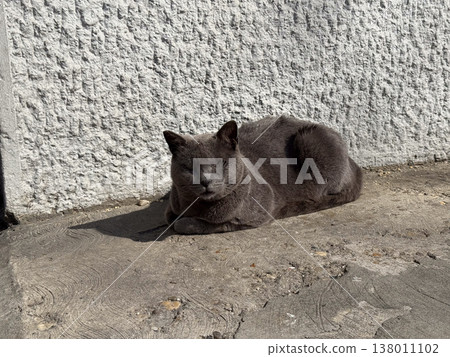 Gray one eyed cat resting on concrete near textured wall in sunlight. Resilience, vulnerability, street animal life, survival, quiet urban stillness, adaptation in everyday environment 138011102