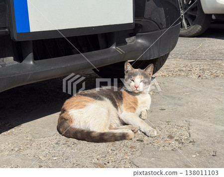 Street cat resting under parked car on asphalt in daylight scene. Urban survival, stray animal life, heat seeking behavior, independence, adaptation, quiet observation 138011103