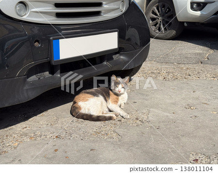 Street cat resting under parked car on asphalt in daylight scene. Urban survival, stray animal life, heat seeking behavior, independence, adaptation, quiet observation 138011104