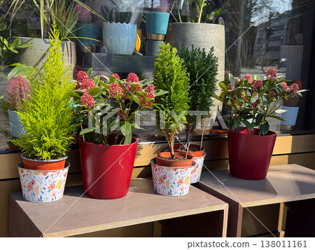 Potted lemon cypress, skimmia japonica and small conifer plants displayed outdoors near shop window. Urban gardening, decorative greenery, container planting, seasonal plant arrangement Potted lemon cypress, skimmia japonica and small conifer plants displayed outdoors near shop window. Urban gardening, decorative greenery, container planting, seasonal plant arrangement 138011161
