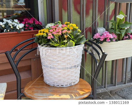 Mixed potted flowers including kalanchoe azalea and calla lily arranged on chair outdoors. Urban gardening, home decoration, floral diversity, cozy exterior space, lifestyle composition 138011169