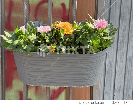 Colorful chrysanthemum flowers in a gray planter on a wall in sunlight. Autumn mood, ornamental gardening, outdoor decor, seasonal blooms, urban greenery 138011171