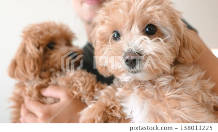 Fluffy puppies being gently held in warm indoor lighting conditions Fluffy puppies being gently held in warm indoor lighting conditions 138011225