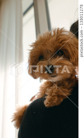 Curious puppy on shoulder observes scenery outside calmly Curious puppy on shoulder observes scenery outside calmly 138011278