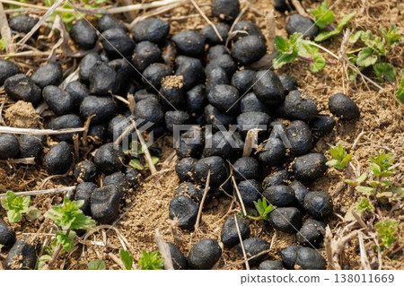 Goat droppings found in a field Goat droppings found in a field 138011669