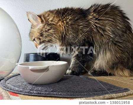 Long haired cat eating food from bowl on feeding station indoors. Pet care routine, domestic life, nutrition moment, home environment, everyday habit Long haired cat eating food from bowl on feeding station indoors. Pet care routine, domestic life, nutrition moment, home environment, everyday habit 138011958