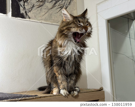 Fluffy tabby cat yawning while sitting on indoor shelf near wall. Domestic pet behavior, relaxation moment, home comfort, animal expression, cozy environment Fluffy tabby cat yawning while sitting on indoor shelf near wall. Domestic pet behavior, relaxation moment, home comfort, animal expression, cozy environment 138011959