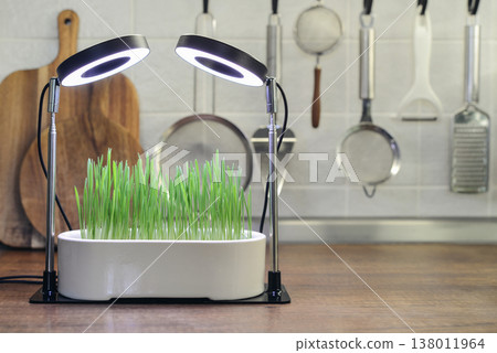Barley sprout in a ceramic flower pot under a phytolamp Barley sprout in a ceramic flower pot under a phytolamp 138011964