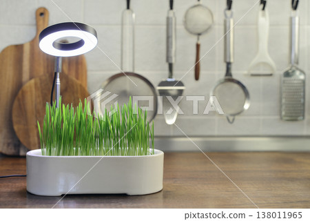 Barley sprout in a ceramic flower pot under a phytolamp Barley sprout in a ceramic flower pot under a phytolamp 138011965