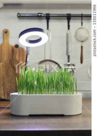 Barley sprout in a ceramic flower pot under a phytolamp 138011966