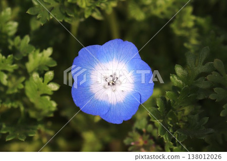 Nemophila 138012026