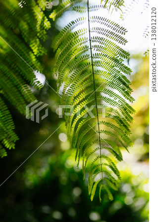 Tropical coastal plant in Mauritius nature. 138012120