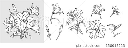 Lily bouquet and set of isolated flower. Vector Lilies illustrations. Flower drawing in line art style. Lily painted by black inks. Collection of lily flowers. Outline of Lilies engraving EPS10 Lily bouquet and set of isolated flower. Vector Lilies illustrations. Flower drawing in line art style. Lily painted by black inks. Collection of lily flowers. Outline of Lilies engraving EPS10 138012213