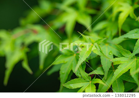 [Fresh Green Material] Fresh green leaves of maple leaves in early summer - black background [Nagano Prefecture] 138012295