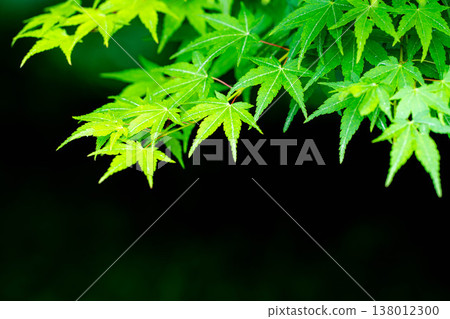 【新鮮綠色素材】初夏楓葉清新的綠葉 - 黑色背景【長野縣】 【新鮮綠色素材】初夏楓葉清新的綠葉 - 黑色背景【長野縣】 138012300