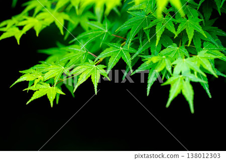【新鮮綠色素材】初夏楓葉清新的綠葉 - 黑色背景【長野縣】 【新鮮綠色素材】初夏楓葉清新的綠葉 - 黑色背景【長野縣】 138012303