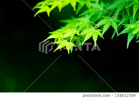 【新鮮綠色素材】初夏楓葉清新的綠葉 - 黑色背景【長野縣】 【新鮮綠色素材】初夏楓葉清新的綠葉 - 黑色背景【長野縣】 138012304