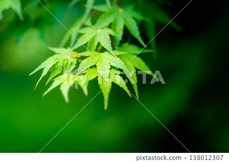 [Fresh Green Material] Fresh green leaves of maple leaves in early summer - black background [Nagano Prefecture] 138012307