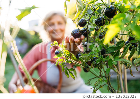 Smiling elderly gardener harvesting black tomato in garden. 138012322