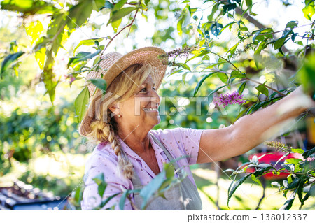 Gardener trimming plant outdoors with pruning shears. Gardener trimming plant outdoors with pruning shears. 138012337