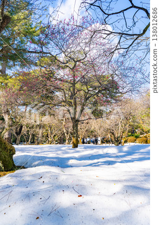 Plum trees in bloom in snowy Kenrokuen Garden and the scenery of the season transitioning from winter to spring. 138012686