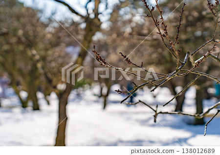 白雪皚皚的兼六園裡，梅花盛開，展現出冬春交替的季節美景。 138012689