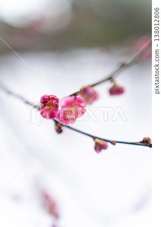 近距離拍攝雪中的兼六園梅花盛開的景象 近距離拍攝雪中的兼六園梅花盛開的景象 138012806