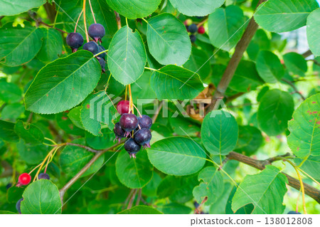 Green twig of irga with ripe blue berries close-up, Amelanchier rotundifolia. 138012808