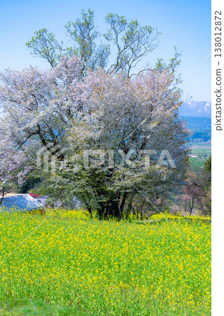 [Spring Scenery] Springtime at Nanohana Park in Iiyama City [Nagano Prefecture] 138012872