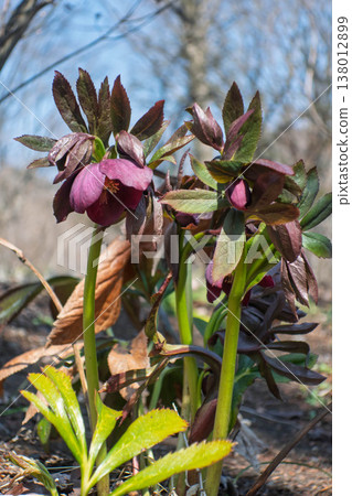 聖誕節玫瑰 聖誕節玫瑰 138012899