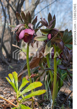 Christmas rose Christmas rose 138012901