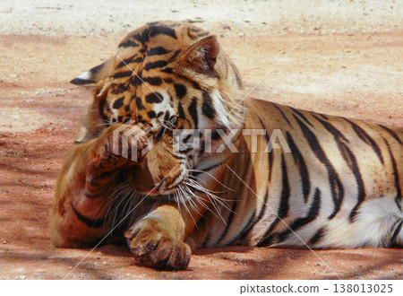 a beautiful big tiger is resting and walking around the zoo a beautiful big tiger is resting and walking around the zoo 138013025