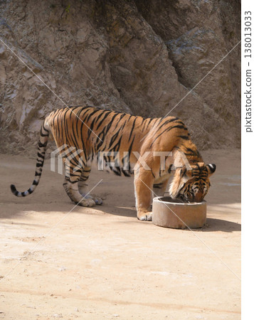 a beautiful big tiger is resting and walking around the zoo 138013033