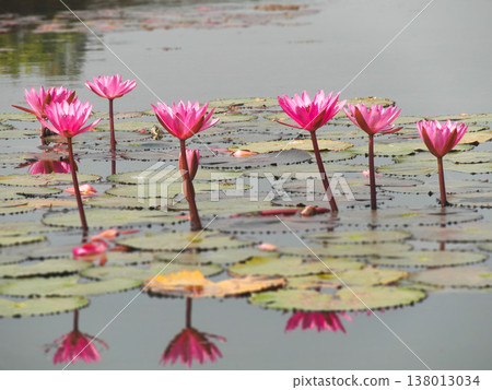 Blooming pink water lilies on a calm pond with reflections 138013034